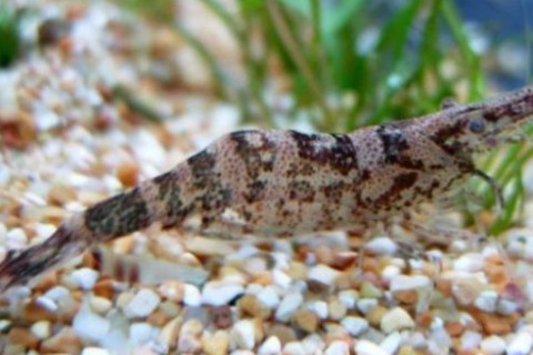 Atyaephyra desmaresti 2